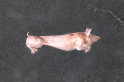 WHOLE PIG 22-26kg